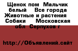 Щенок пом. Мальчик белый  - Все города Животные и растения » Собаки   . Московская обл.,Серпухов г.